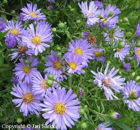 Aster Novi-belgii-Ryhm 'Sammalkangas', reunusasteri